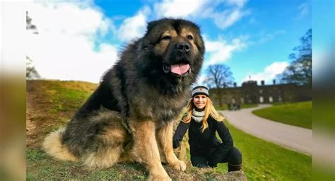 price of a caucasian shepherd|Caucasian Shepherd Dog .